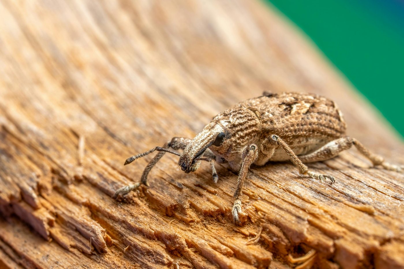Houtworm-kever op hout