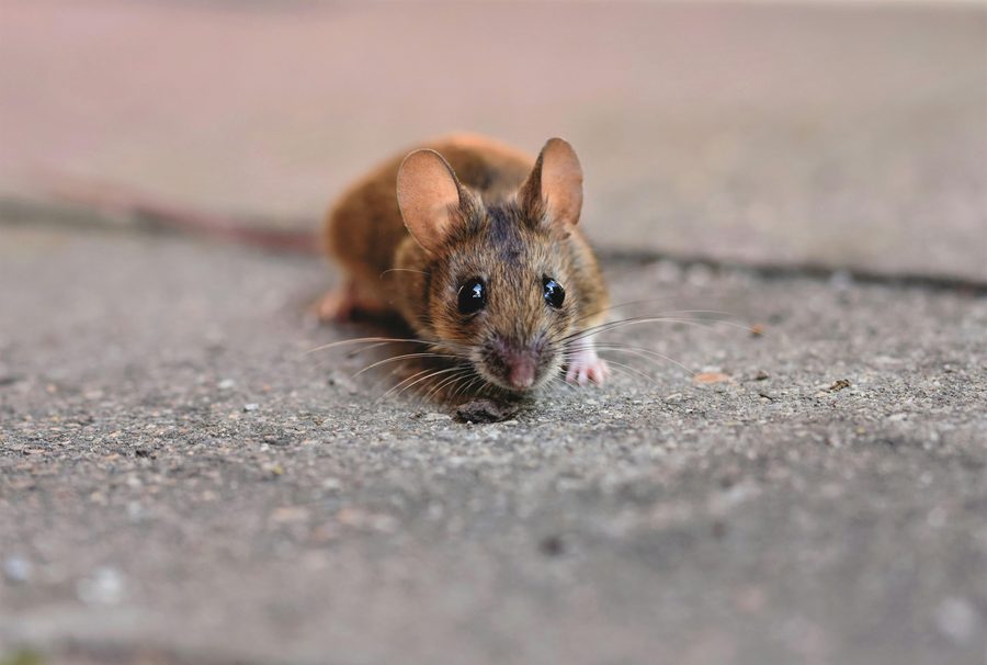 Muis op stoep
