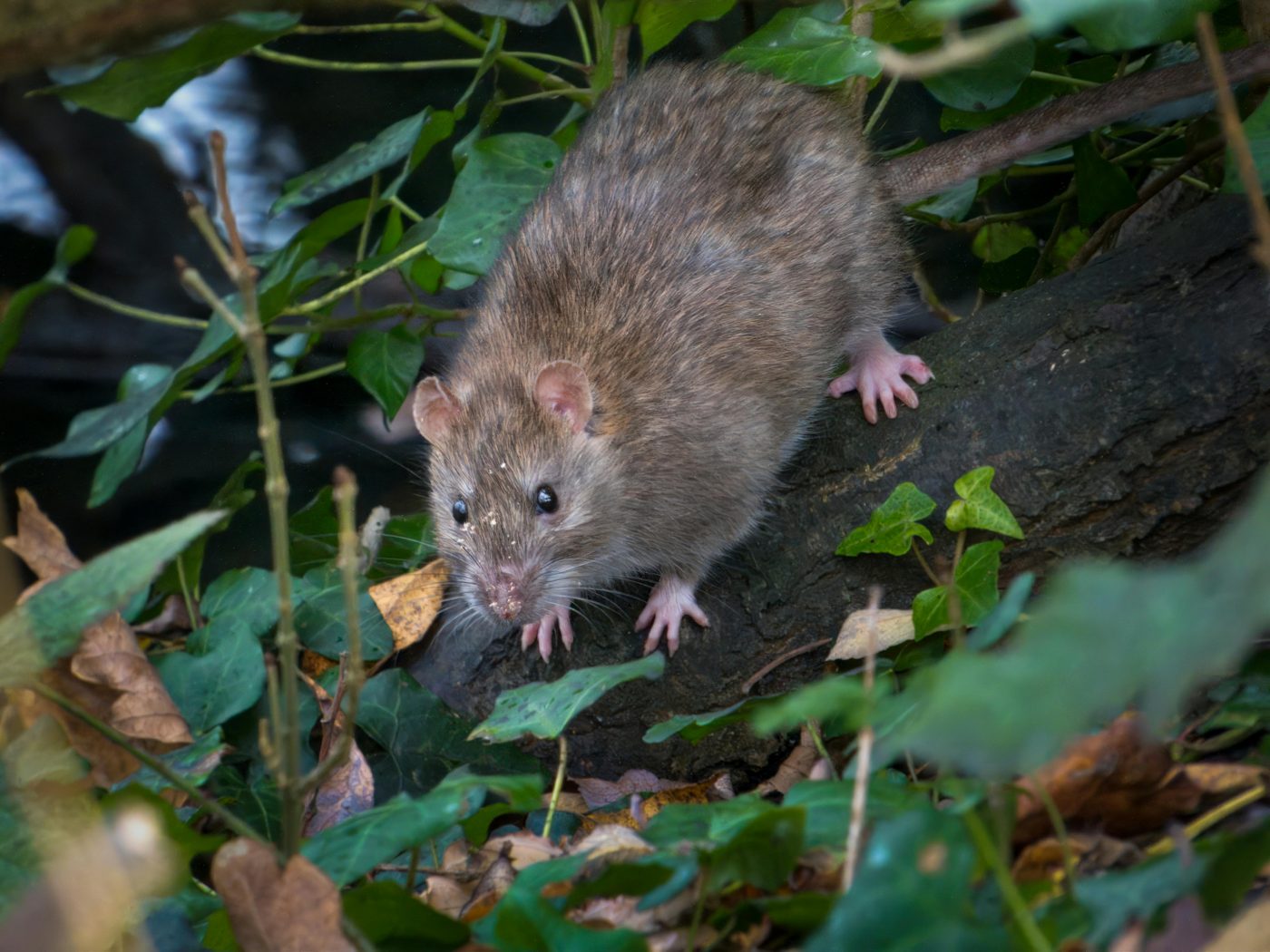 Bruine rat